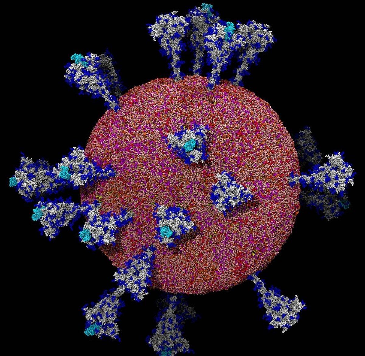 Koronavirüsün insan hücresine girdiği an ilk kez bu kadar net görüldü