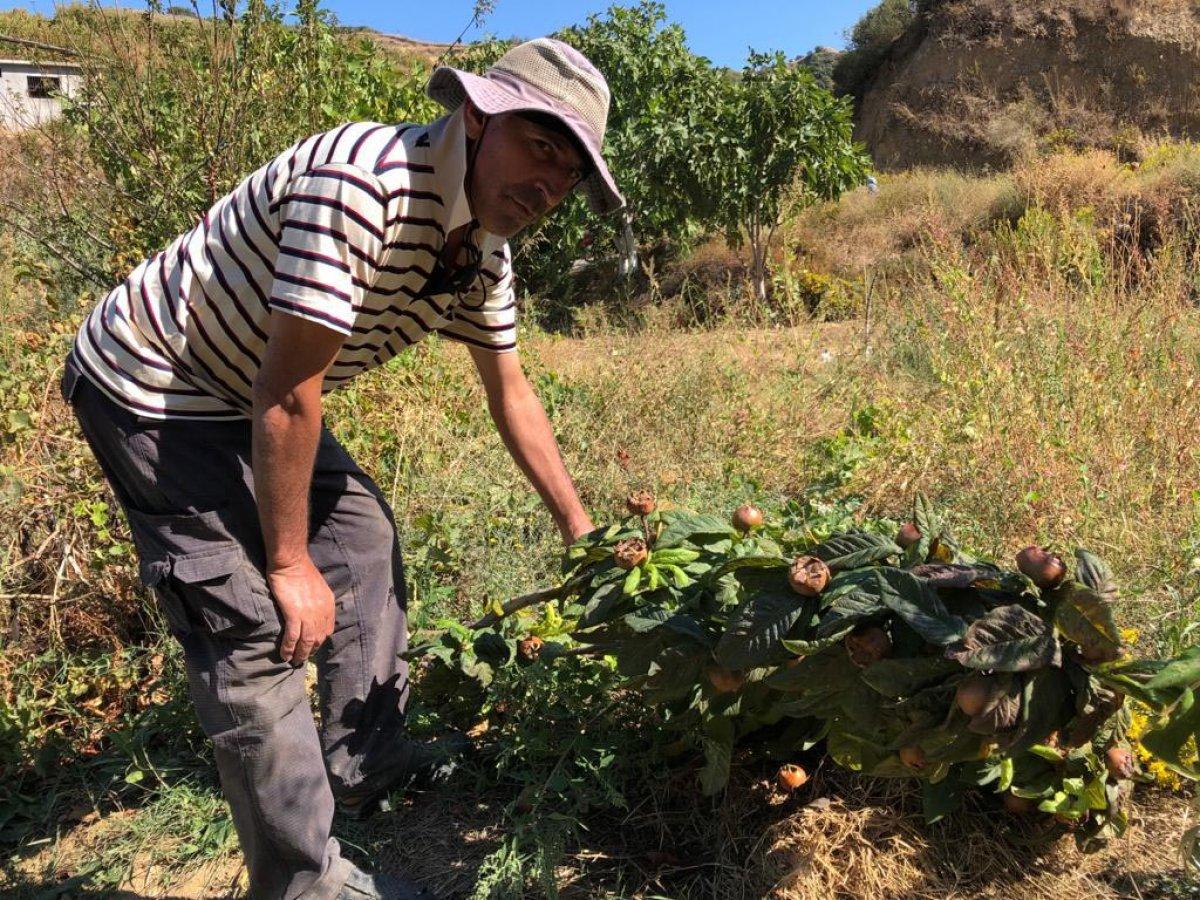 Manisa'da bahçesindeki 54 ağacı kesilip, kulübesine zarar verildi