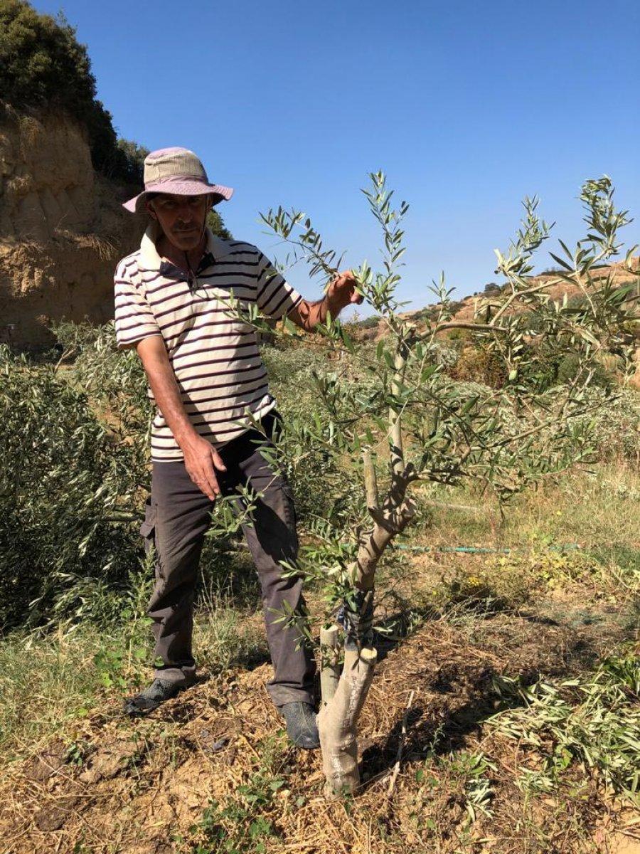 Manisa'da bahçesindeki 54 ağacı kesilip, kulübesine zarar verildi