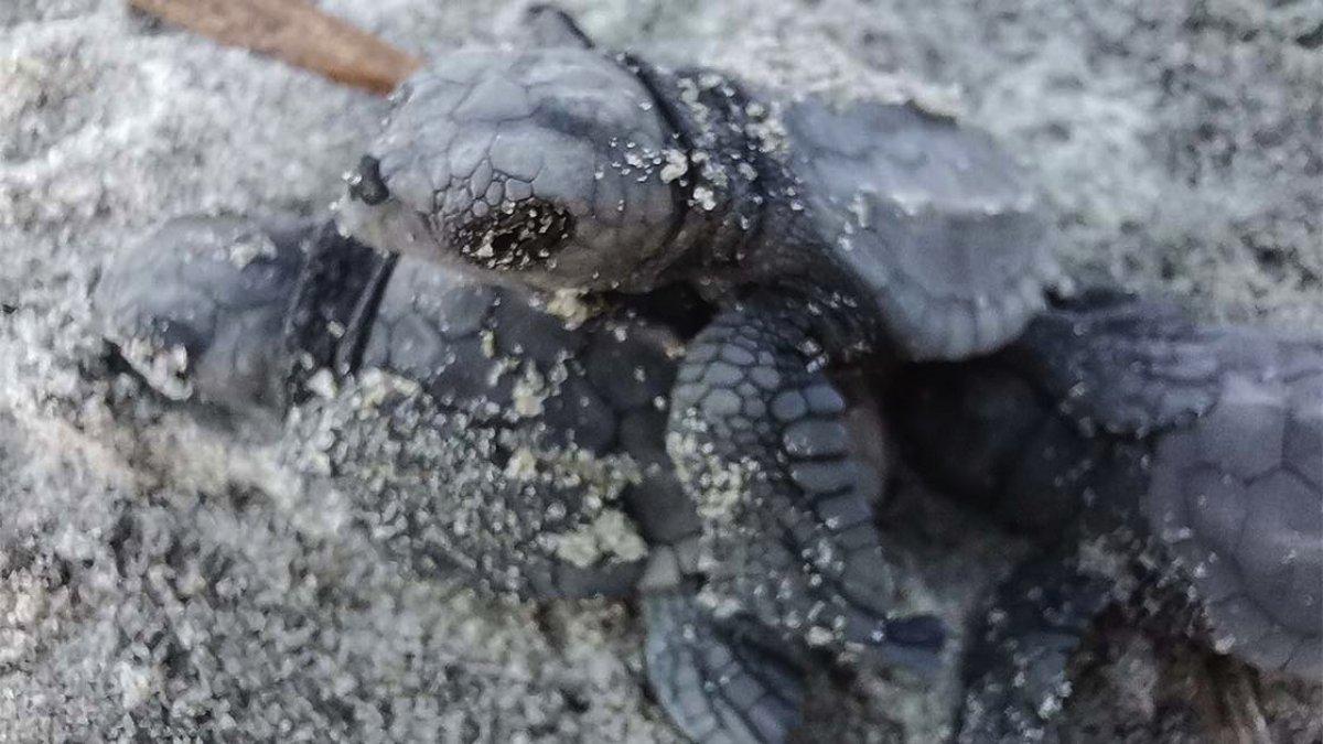 Marmara'da ilk kez caretta caretta yuvası tespit edildi