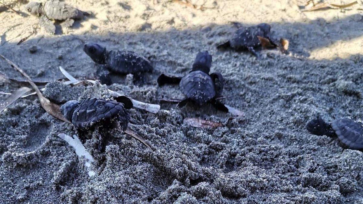 Marmara'da ilk kez caretta caretta yuvası tespit edildi