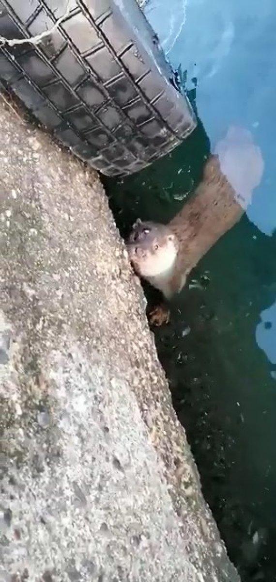 Bursa'da, nadir görülen su samurunu 'gel pisi pisi' diye çağırdı