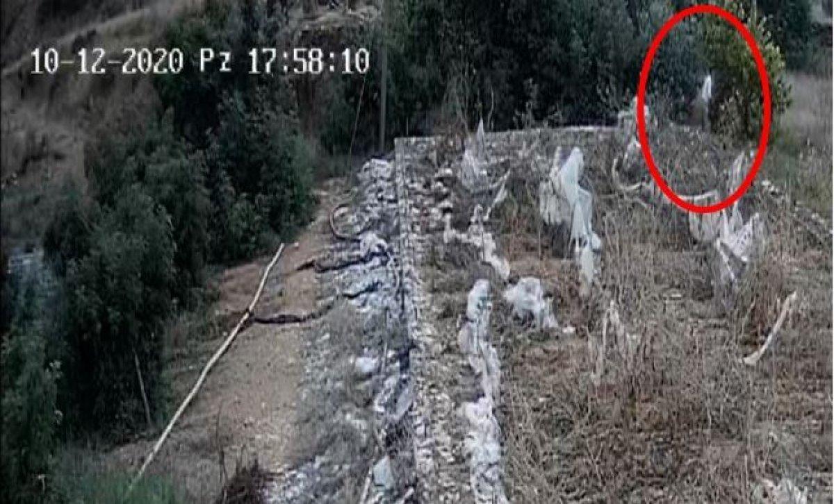 Antalya'da 2 bin 500 lira değerinde avokado çalan kardeşler kamerada