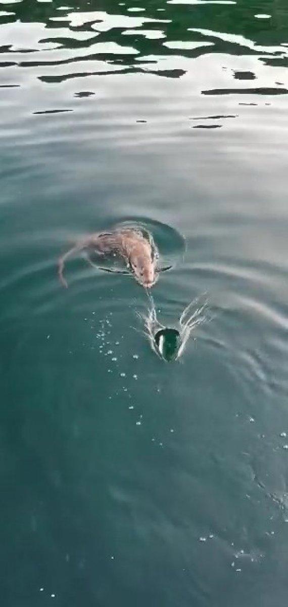 Bursa'da, nadir görülen su samurunu 'gel pisi pisi' diye çağırdı