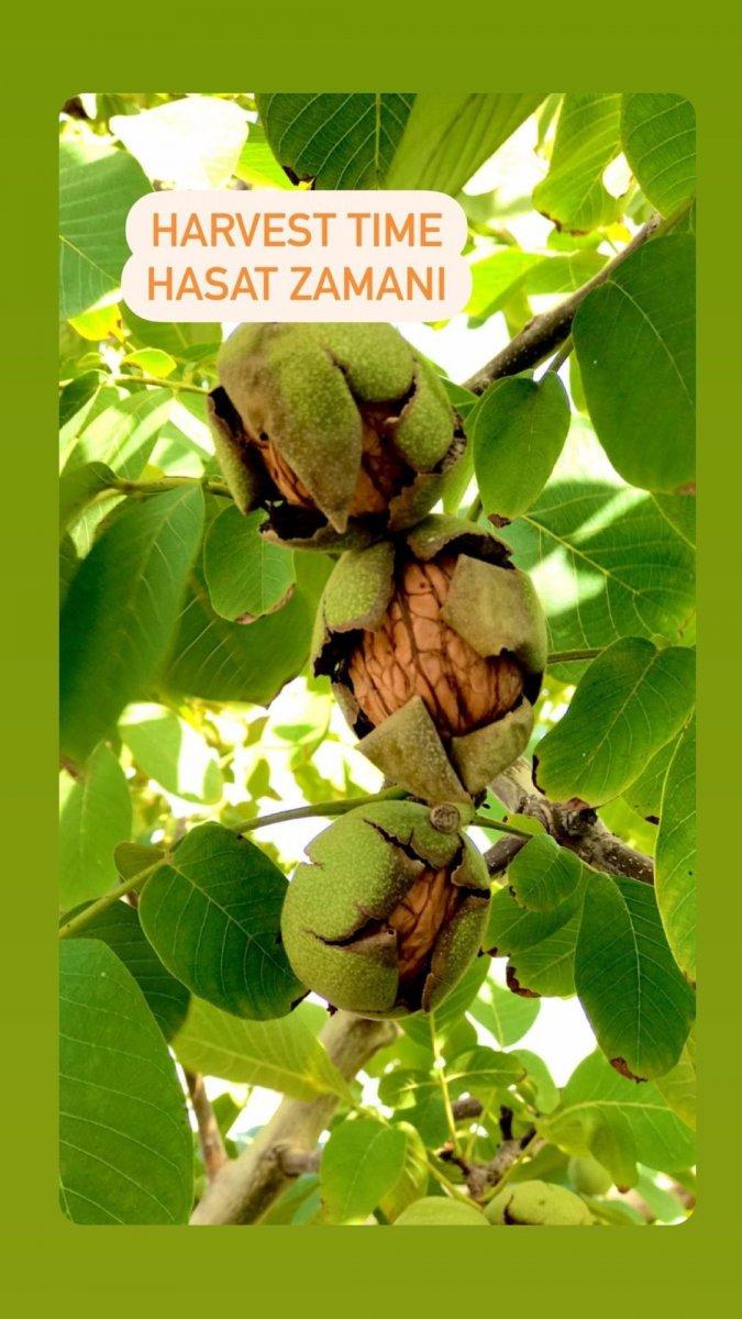 Burak Hakkı ceviz hasadına başladı