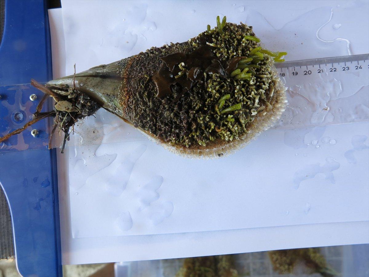 Akdeniz ve Ege'de deniz canlısı 