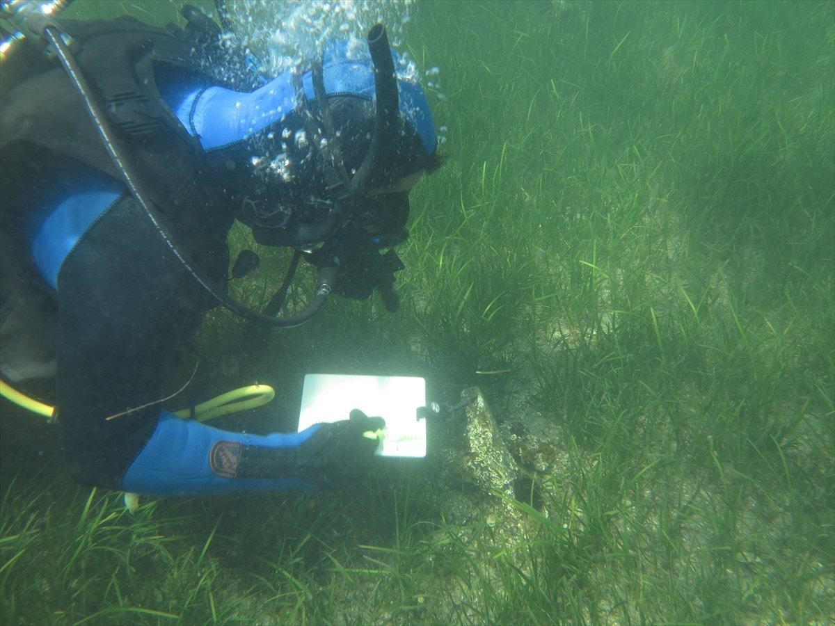 Akdeniz ve Ege'de deniz canlısı 