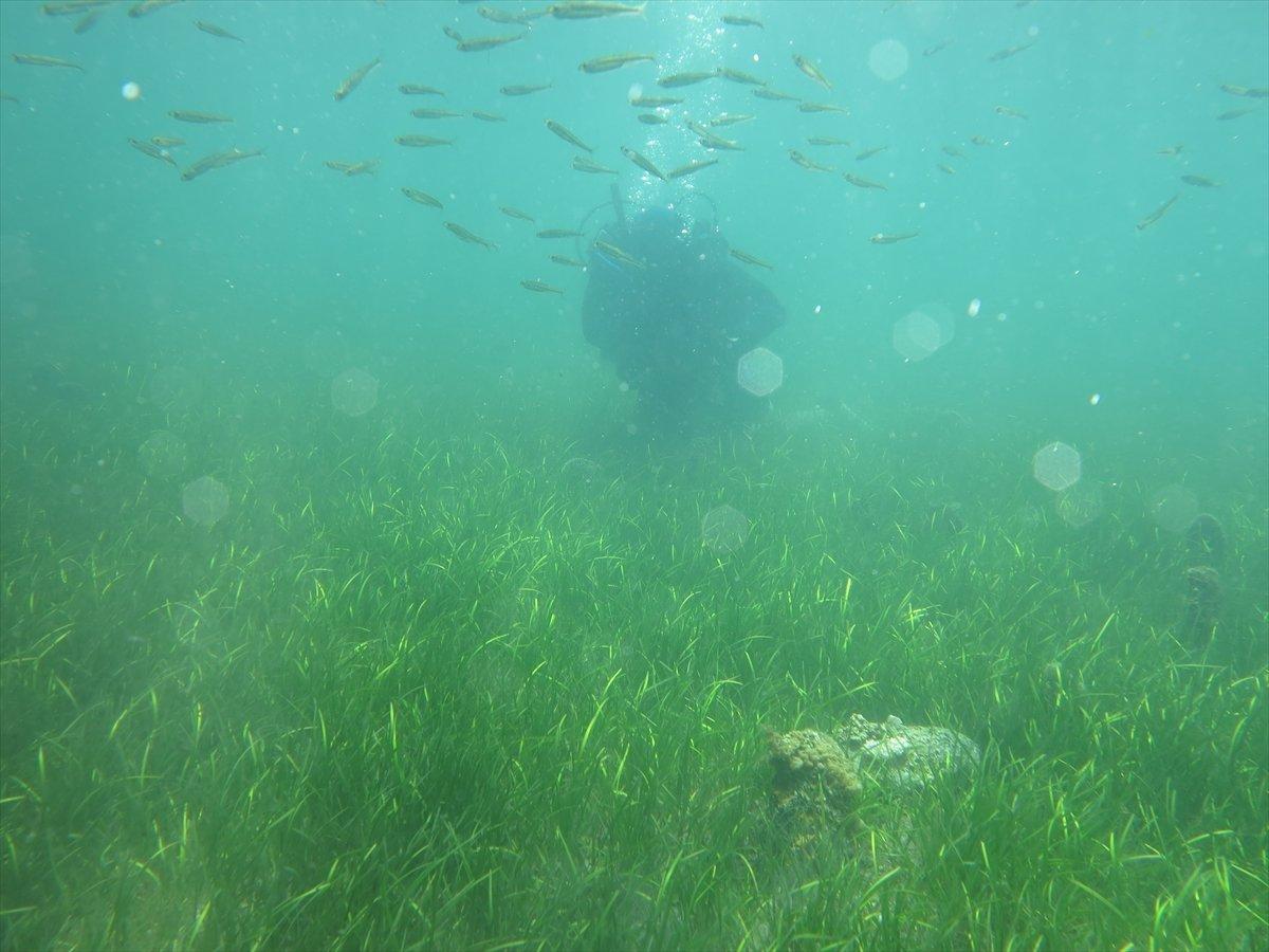 Akdeniz ve Ege'de deniz canlısı 