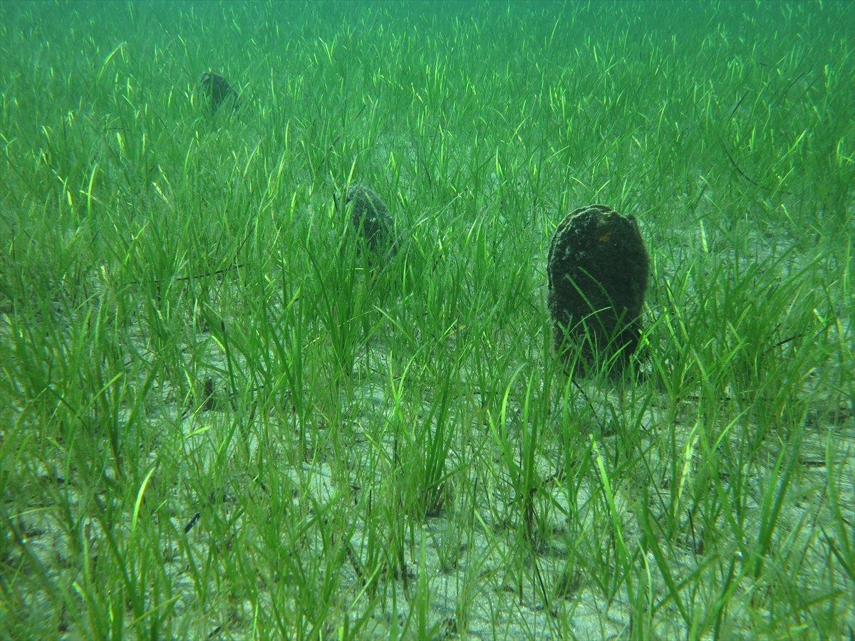 Akdeniz ve Ege'de deniz canlısı 