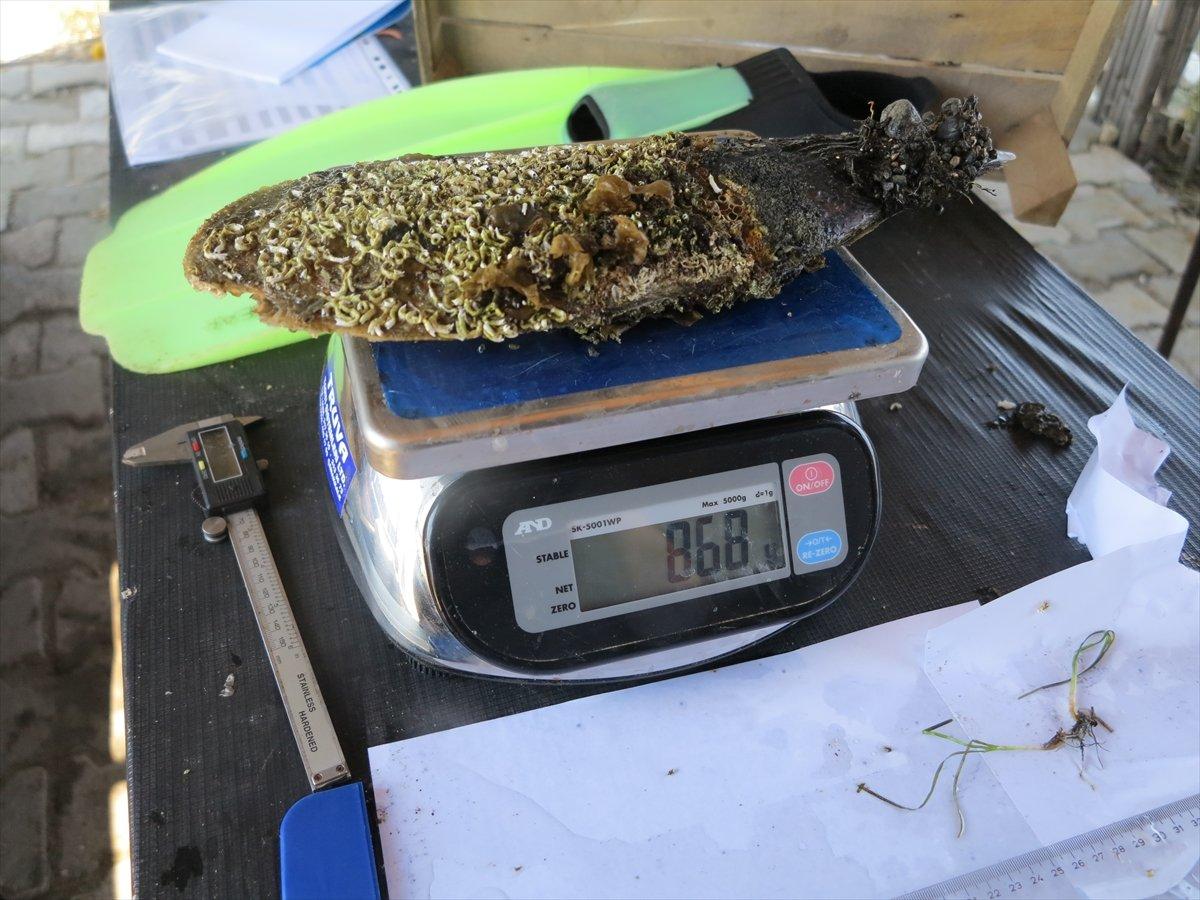 Akdeniz ve Ege'de deniz canlısı 