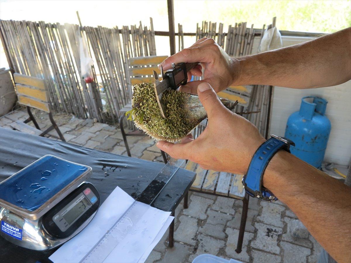 Akdeniz ve Ege'de deniz canlısı 