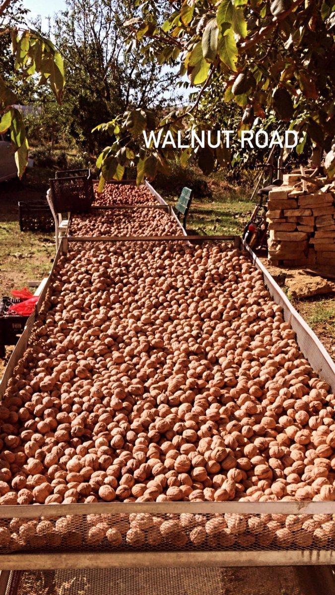 Burak Hakkı ceviz hasadına başladı