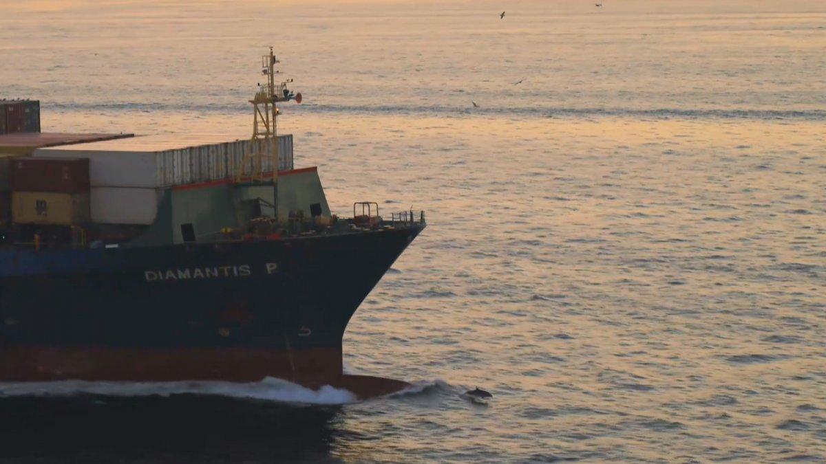 İstanbul Boğazı'nı geçen dev gemileri, yunus balıkları karşıladı