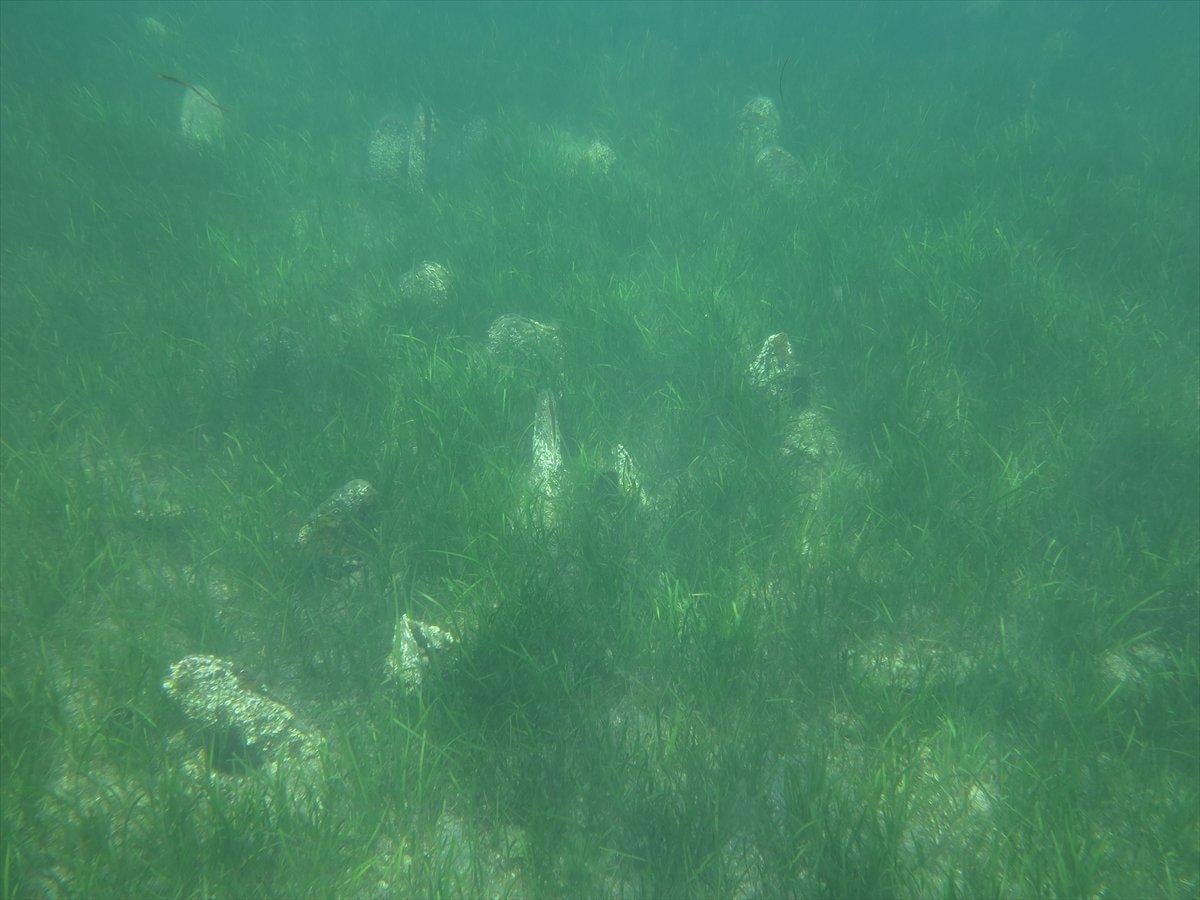 Akdeniz ve Ege'de deniz canlısı 