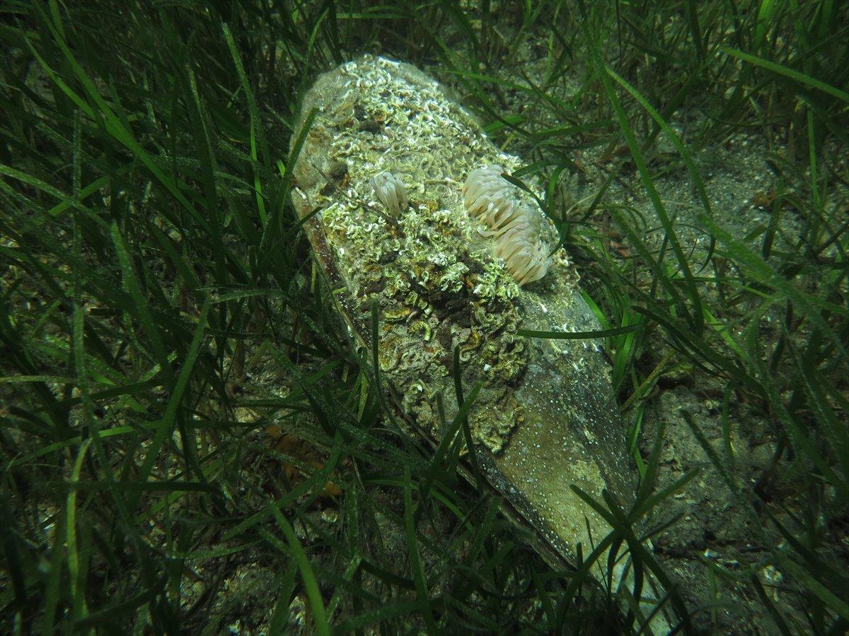 Akdeniz ve Ege'de deniz canlısı 