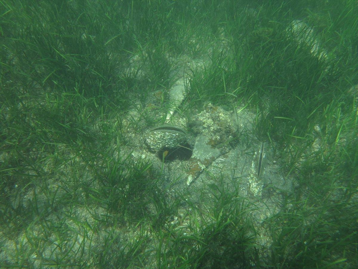 Akdeniz ve Ege'de deniz canlısı 