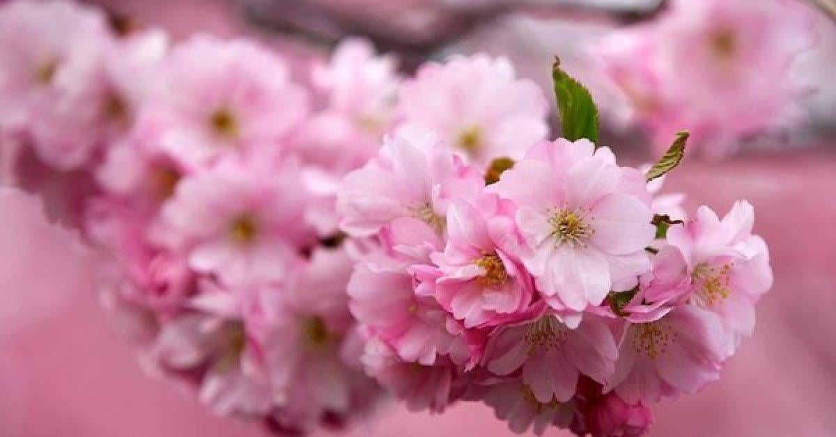 Çam ve Sakura nedir?  Başakşehir Şehir Hastanesi'ne ismi verilen Sakura'nın anlamı nedir?