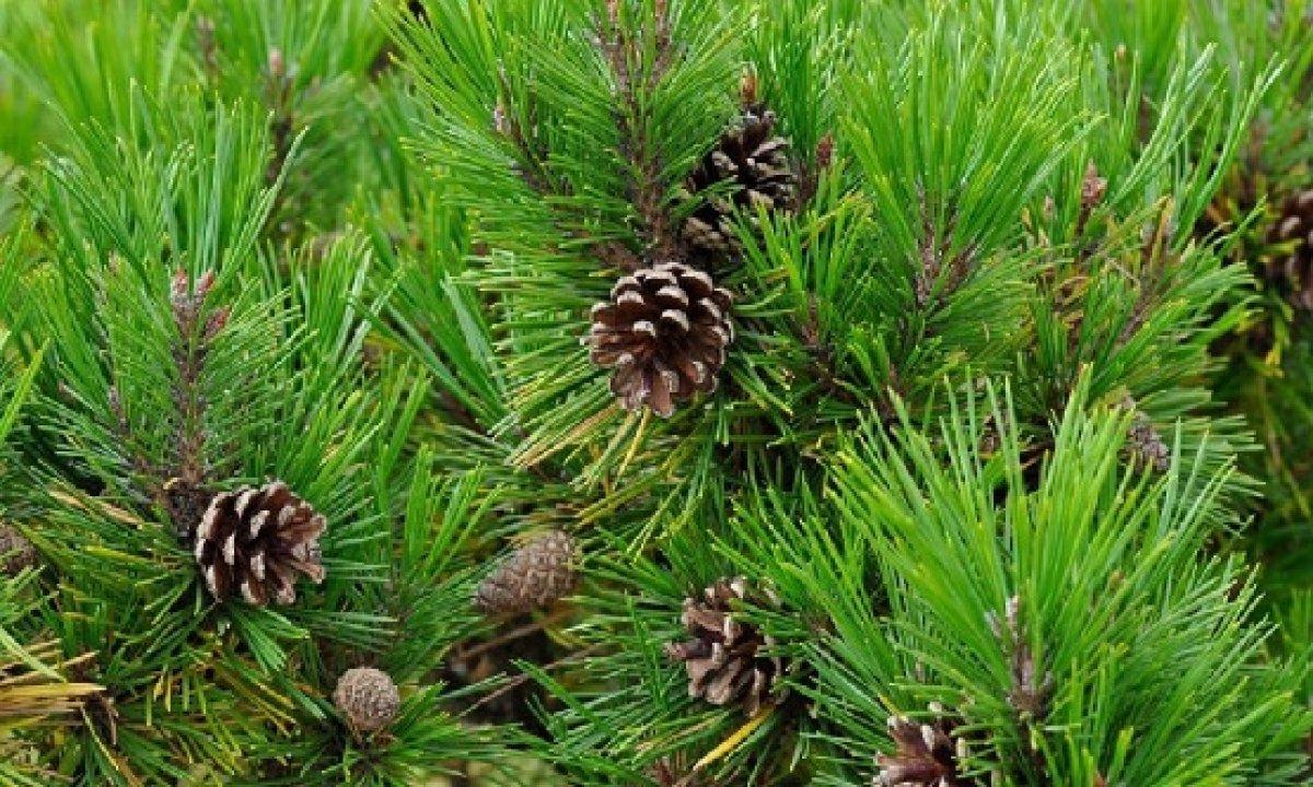 Çam ve Sakura nedir?  Başakşehir Şehir Hastanesi'ne ismi verilen Sakura'nın anlamı nedir?