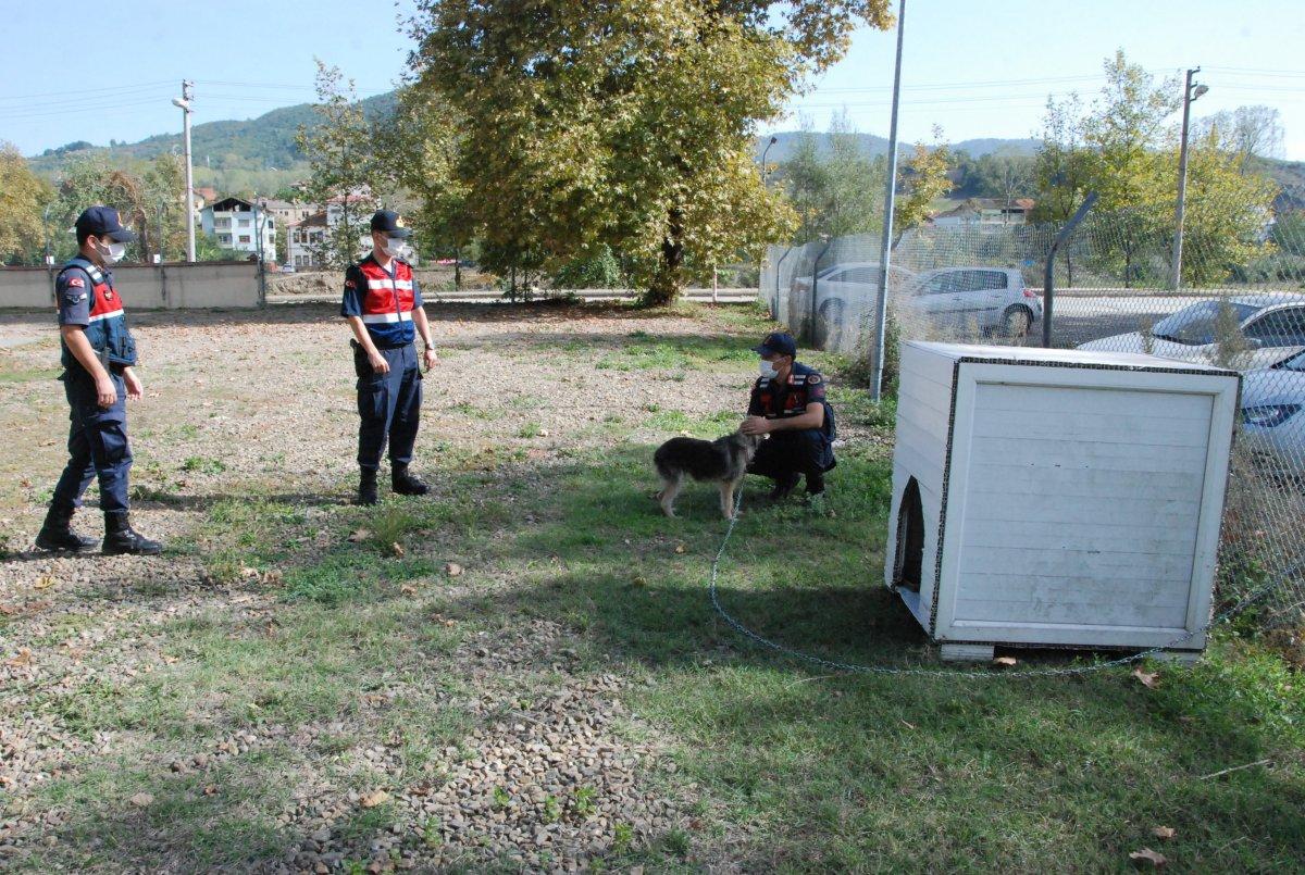Bartın'da tavukların sahibi kümese giren köpeğe saldırdı