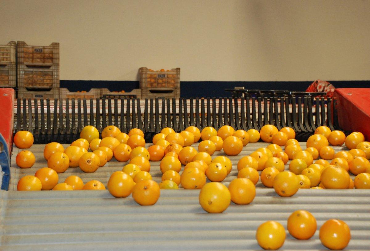 Narenciye ihracatı arttı