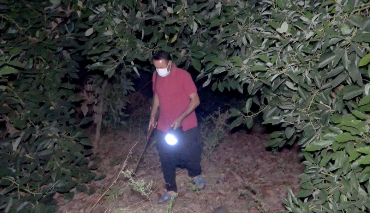 Antalya'da sabaha kadar tüfek ve sopayla avokado nöbeti tutuyorlar