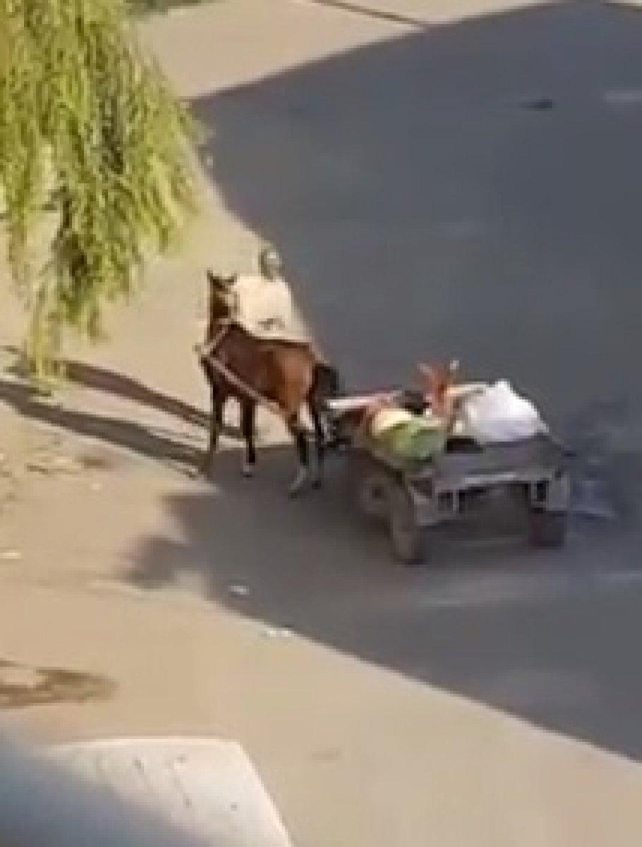 Iğdır'da yorgun ata şiddet uyguladı