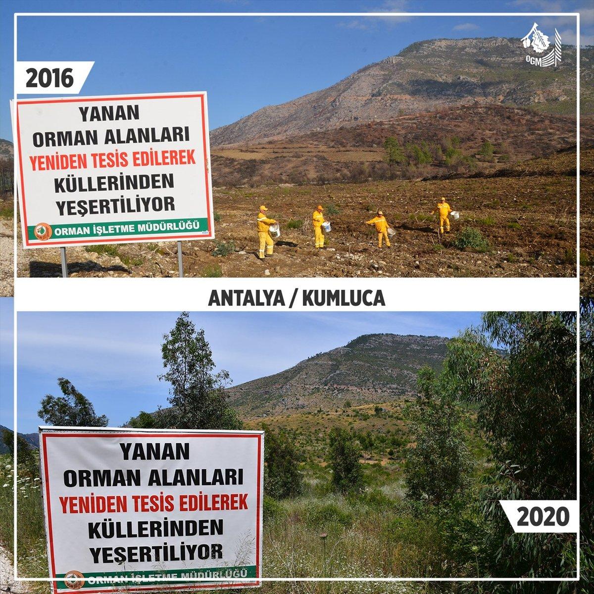 Yanan orman alanlarının yarısından fazlası ağaçlandırıldı