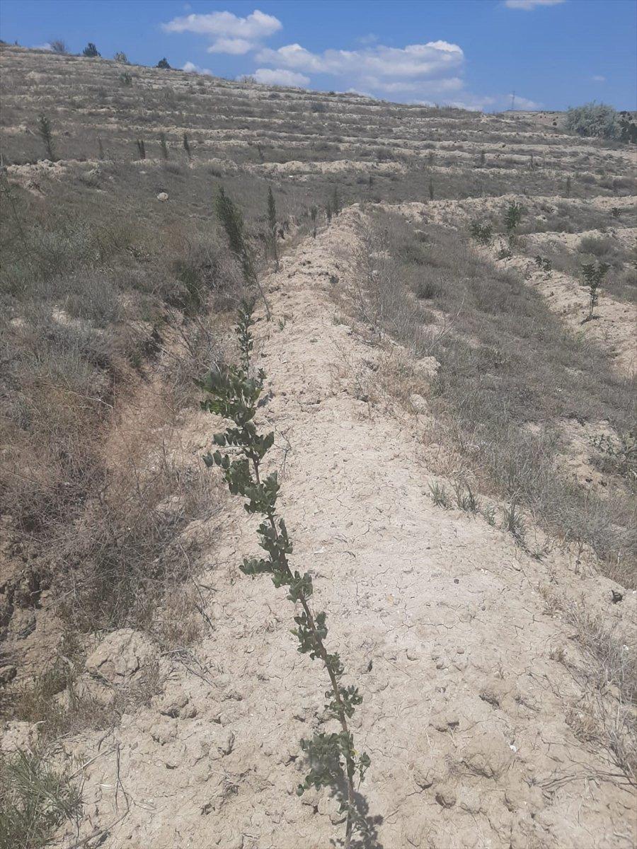 Yanan orman alanlarının yarısından fazlası ağaçlandırıldı