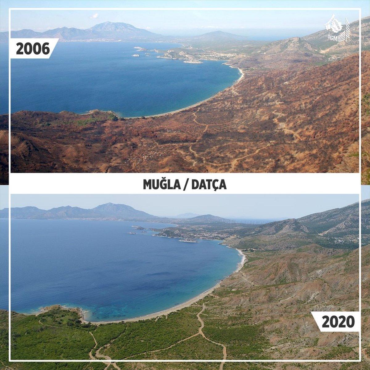 Yanan orman alanlarının yarısından fazlası ağaçlandırıldı