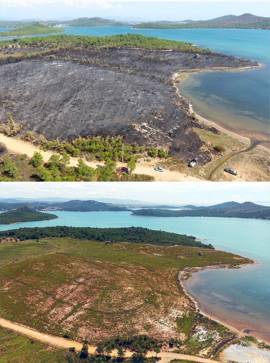 Yanan orman alanlarının yarısından fazlası ağaçlandırıldı