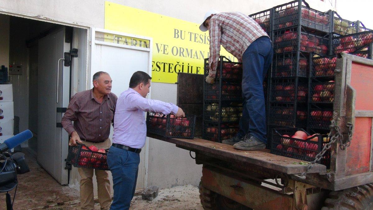 Kilis'te nar hasadı başladı