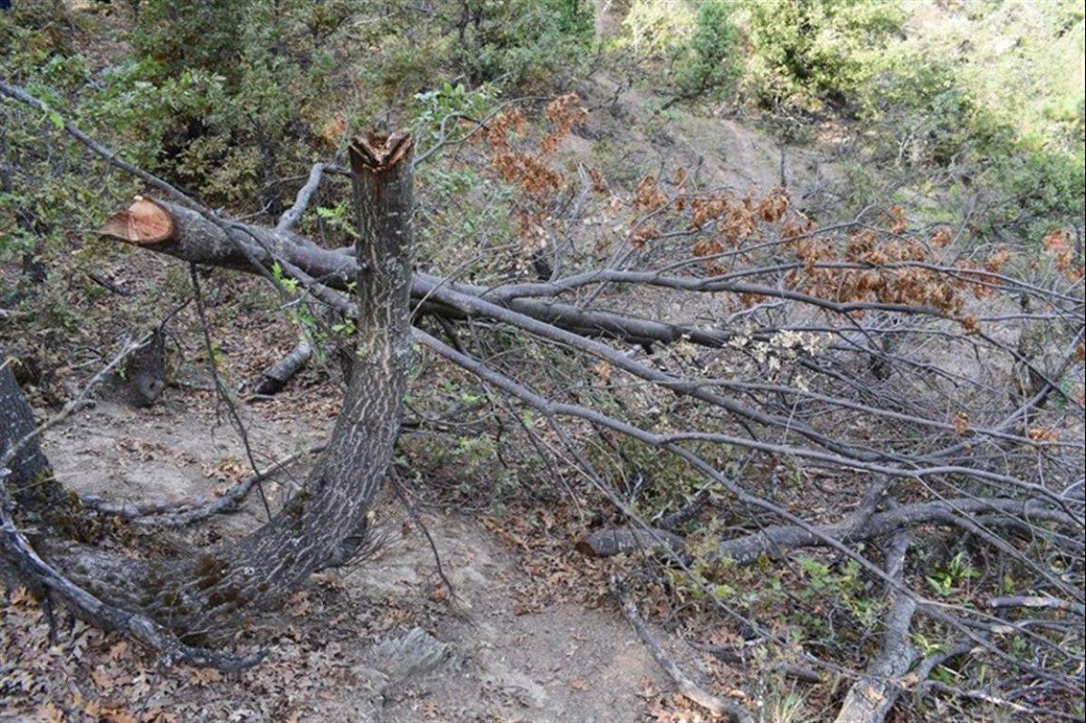 Bilecik'te keçilerine yedirmek için 34 meşe ağacını kesti