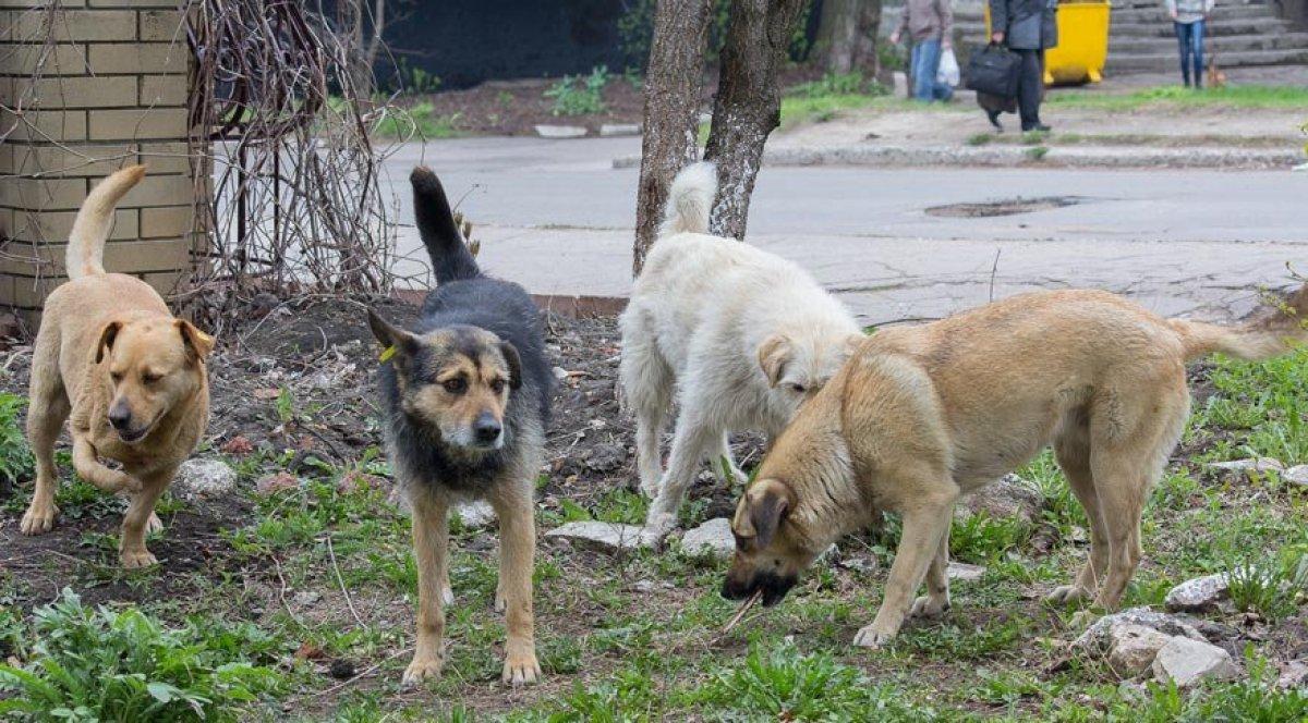 Konya'da sokak köpeklerinin ısırdığı kişinin belediyeye açtığı davasında emsal karar