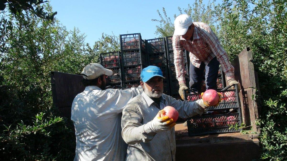 Kilis'te nar hasadı başladı