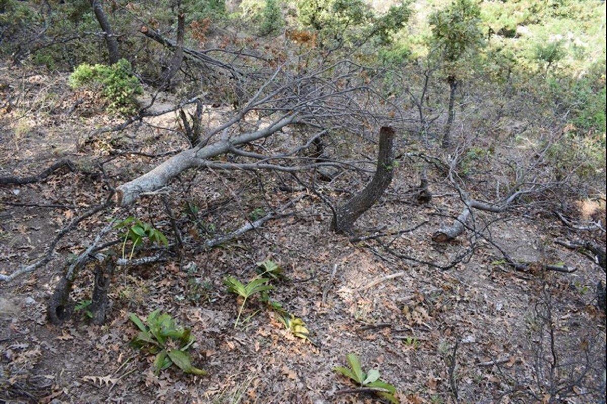 Bilecik'te keçilerine yedirmek için 34 meşe ağacını kesti
