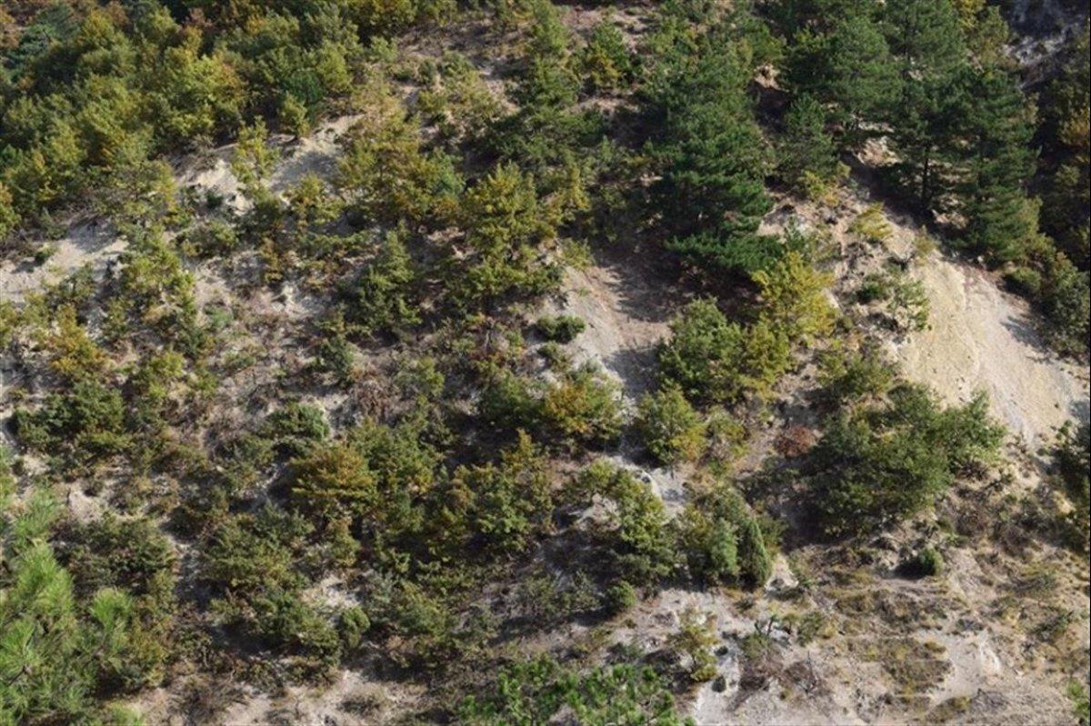 Bilecik'te keçilerine yedirmek için 34 meşe ağacını kesti