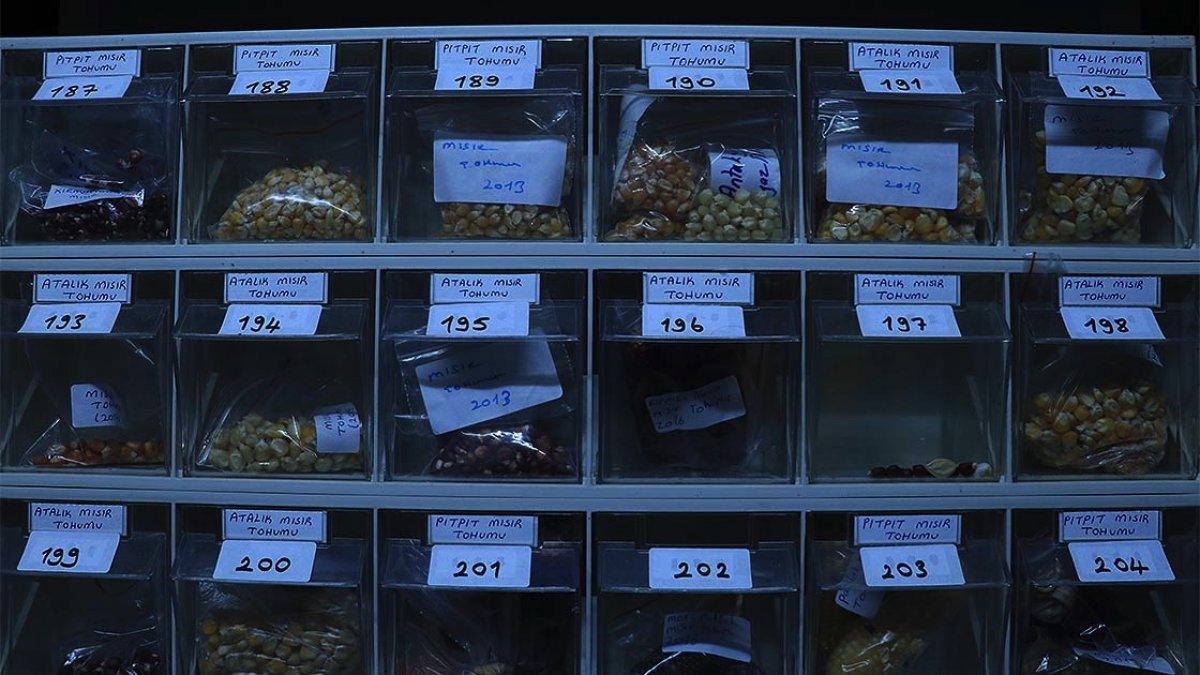 Kandıra'nın Nar Anne'si, 60 yılda 1200 ata tohum topladı