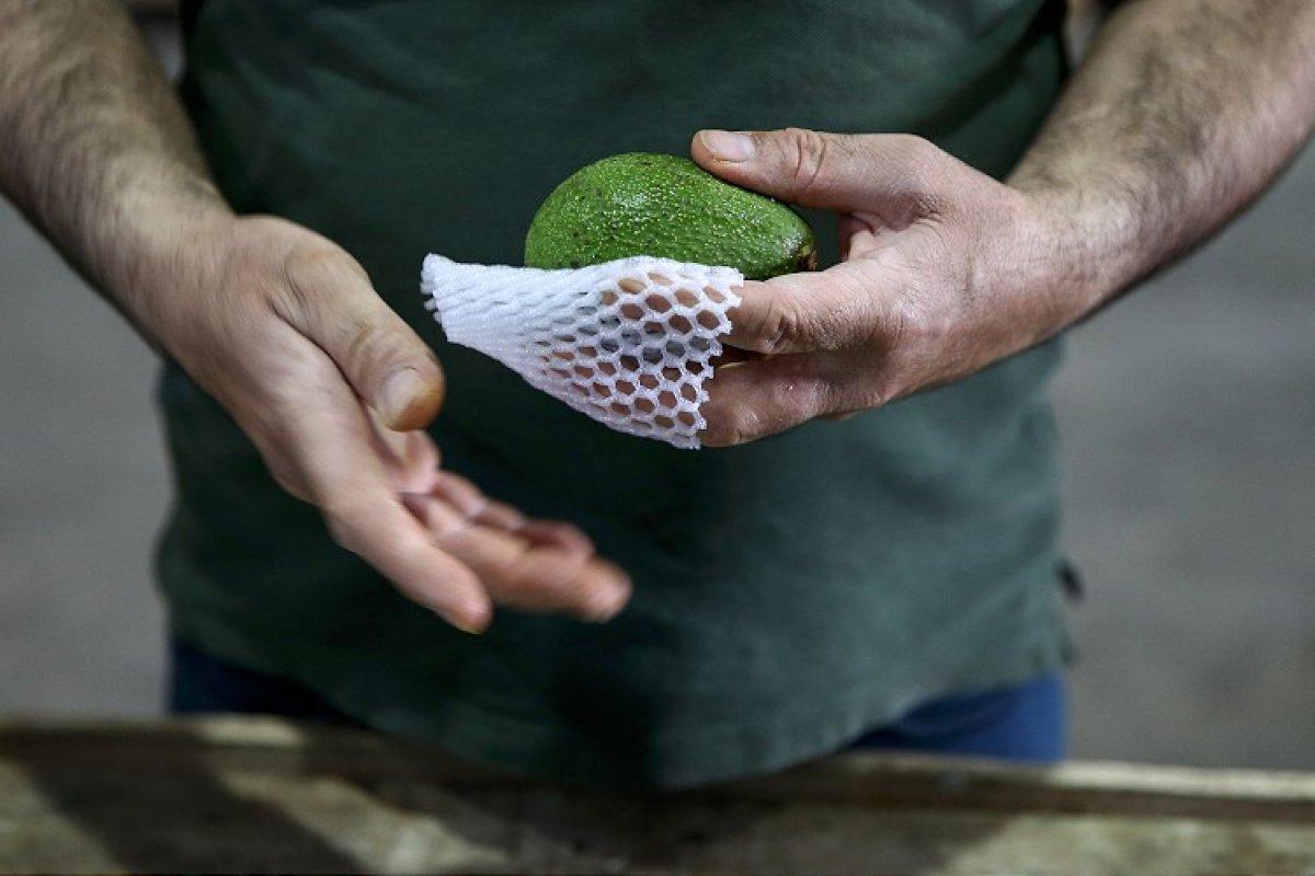 Avokado nasıl yenir? Faydaları nelerdir? Avokadolu tarifler