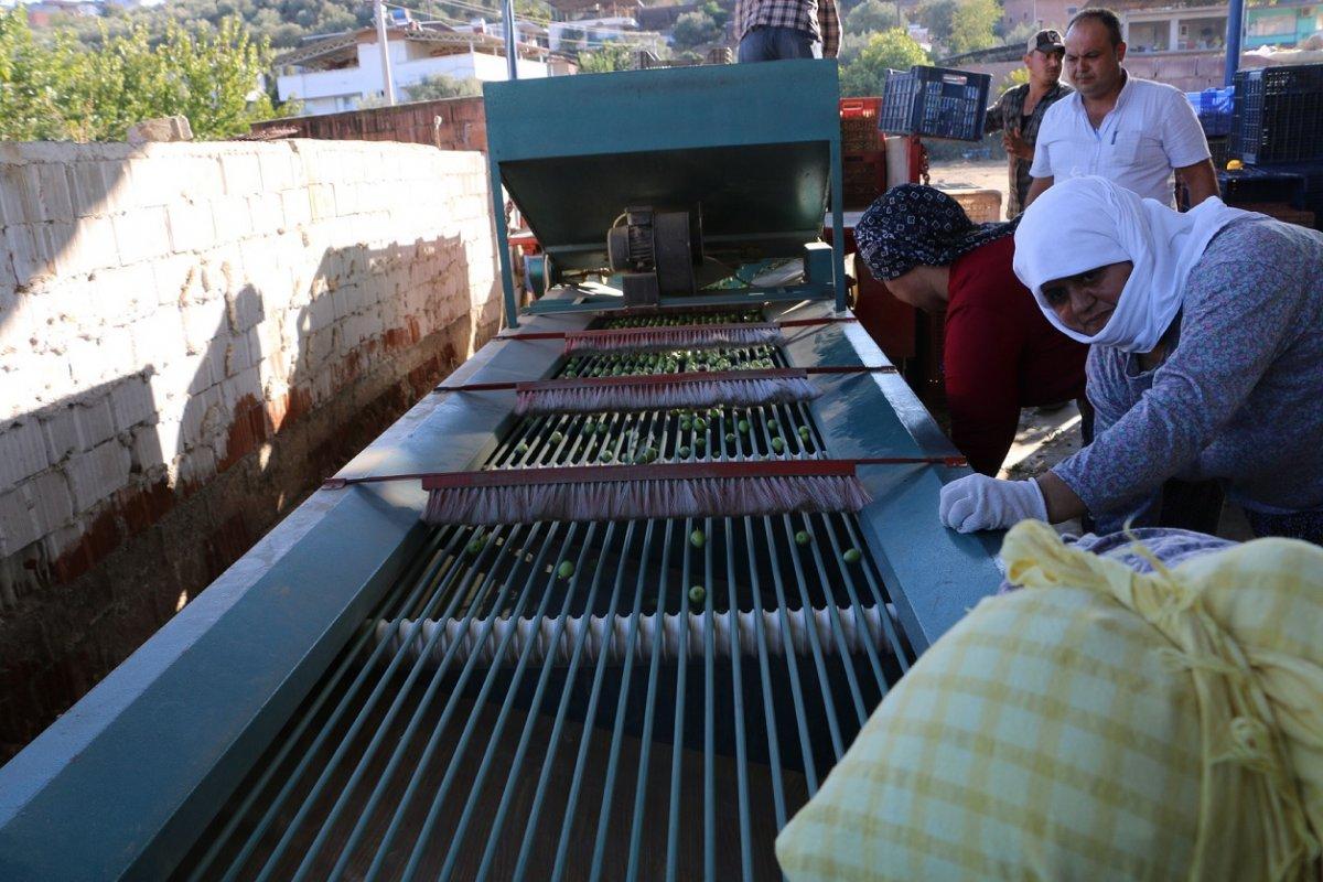 yamalak zeytini tanınmak istiyor