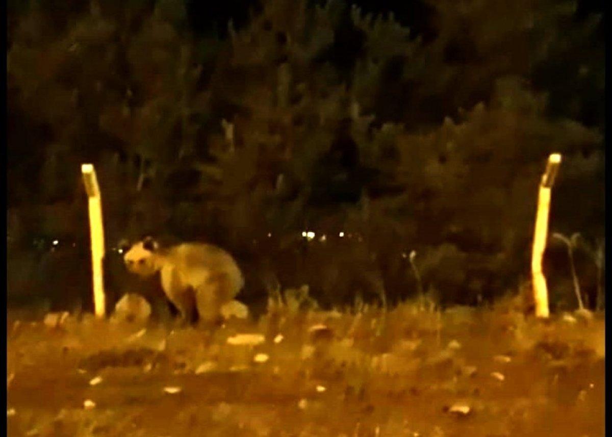 Ardahan'da şehre ayı indi