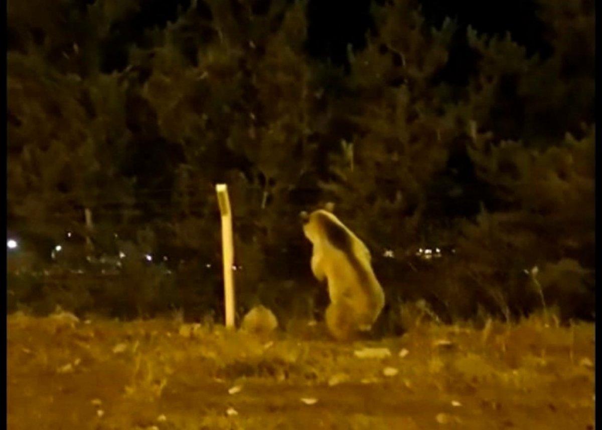 Ardahan'da yemek bulamayan ayı şehre indi