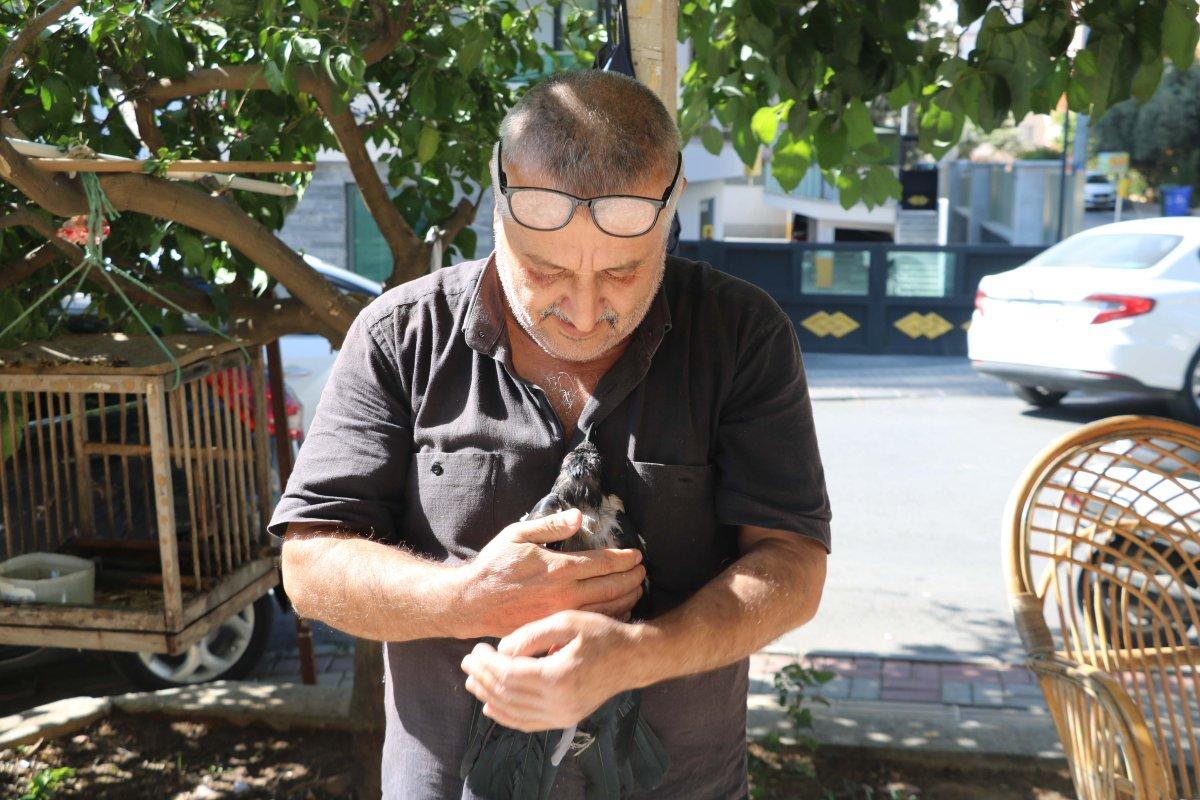 Antalya'da kedi gibi ses çıkaran karga, görenleri şaşırtıyor