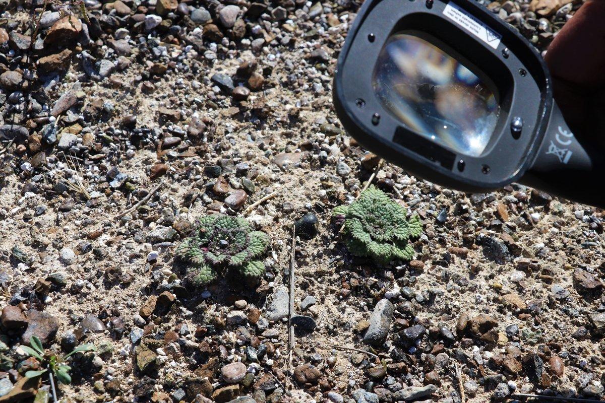Salda Gölü'ne özgü sığırkuyruğu türü bitkiler korumaya alındı