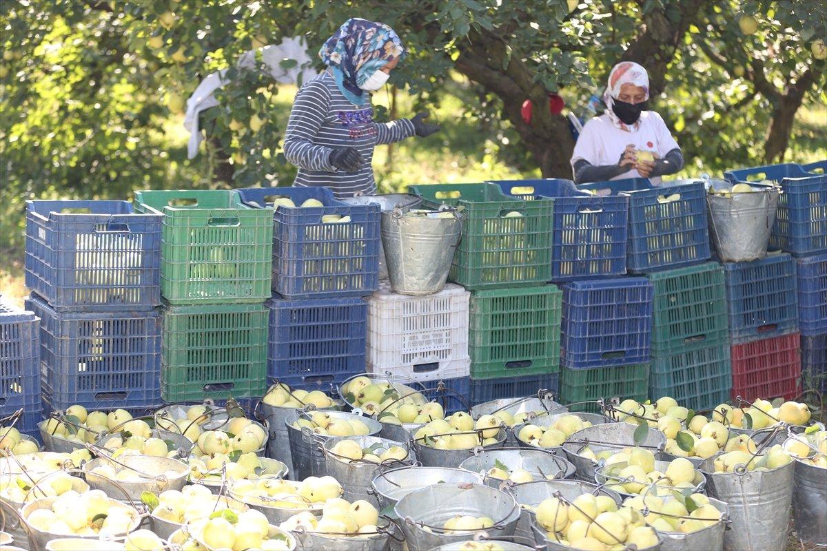Sakarya'da ayva hasadı