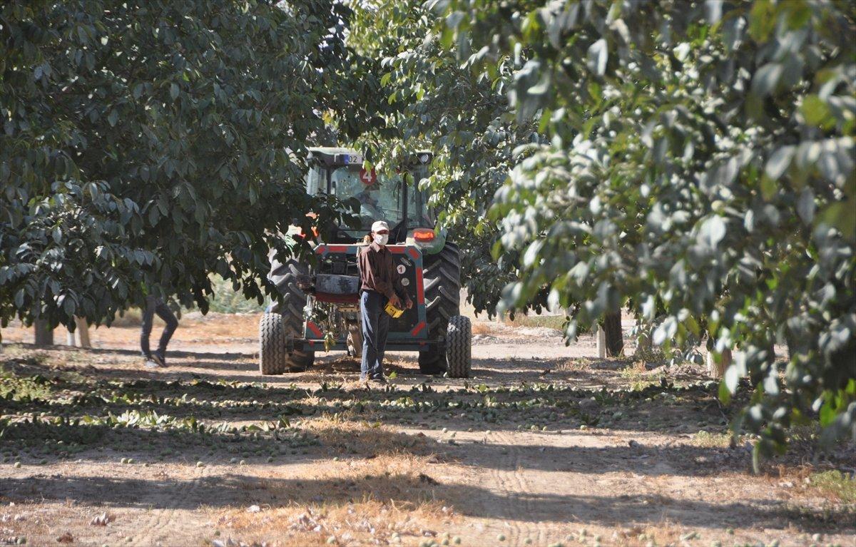 Adıyaman'da ceviz hasadı