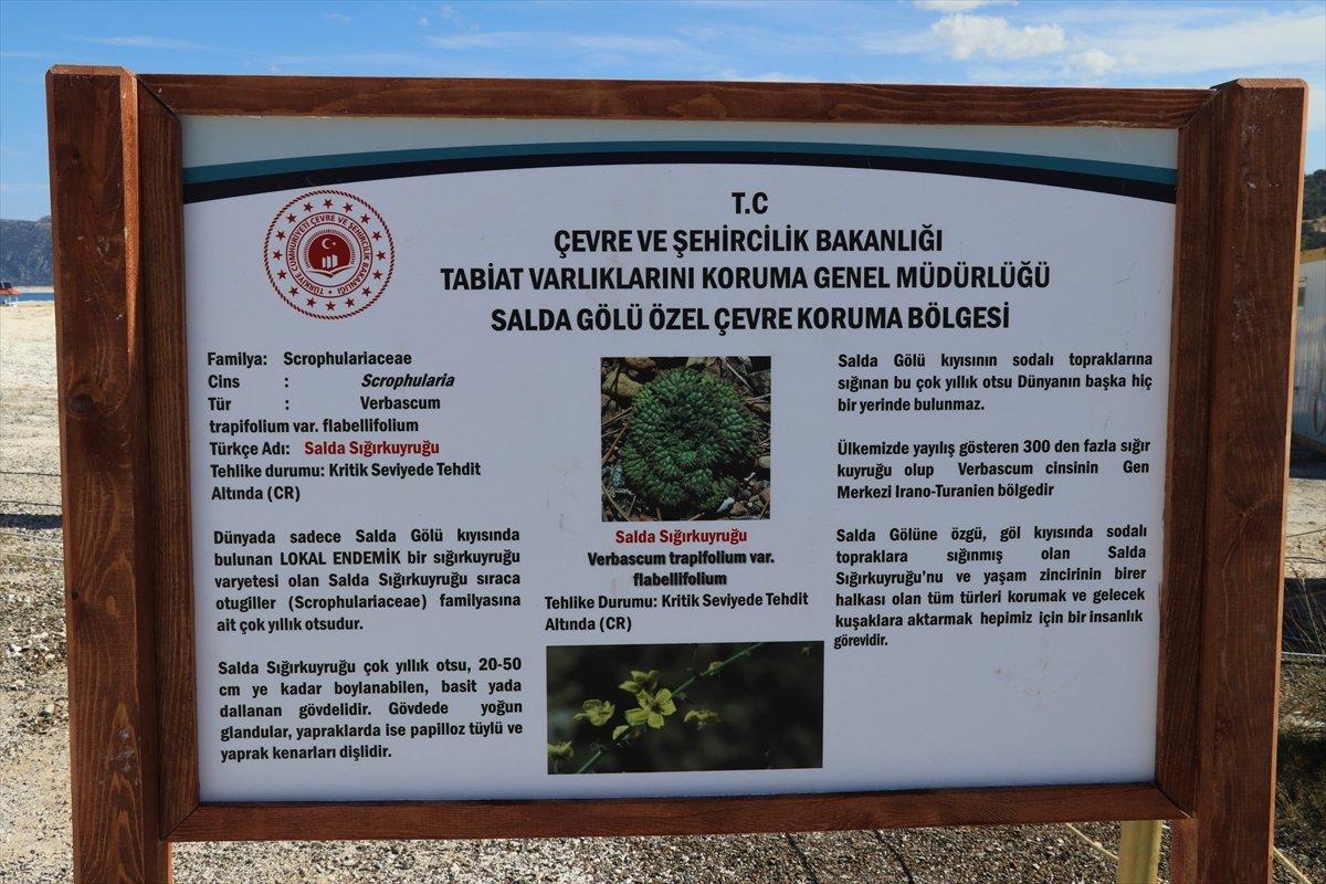 Salda Gölü'ne özgü sığırkuyruğu türü bitkiler korumaya alındı