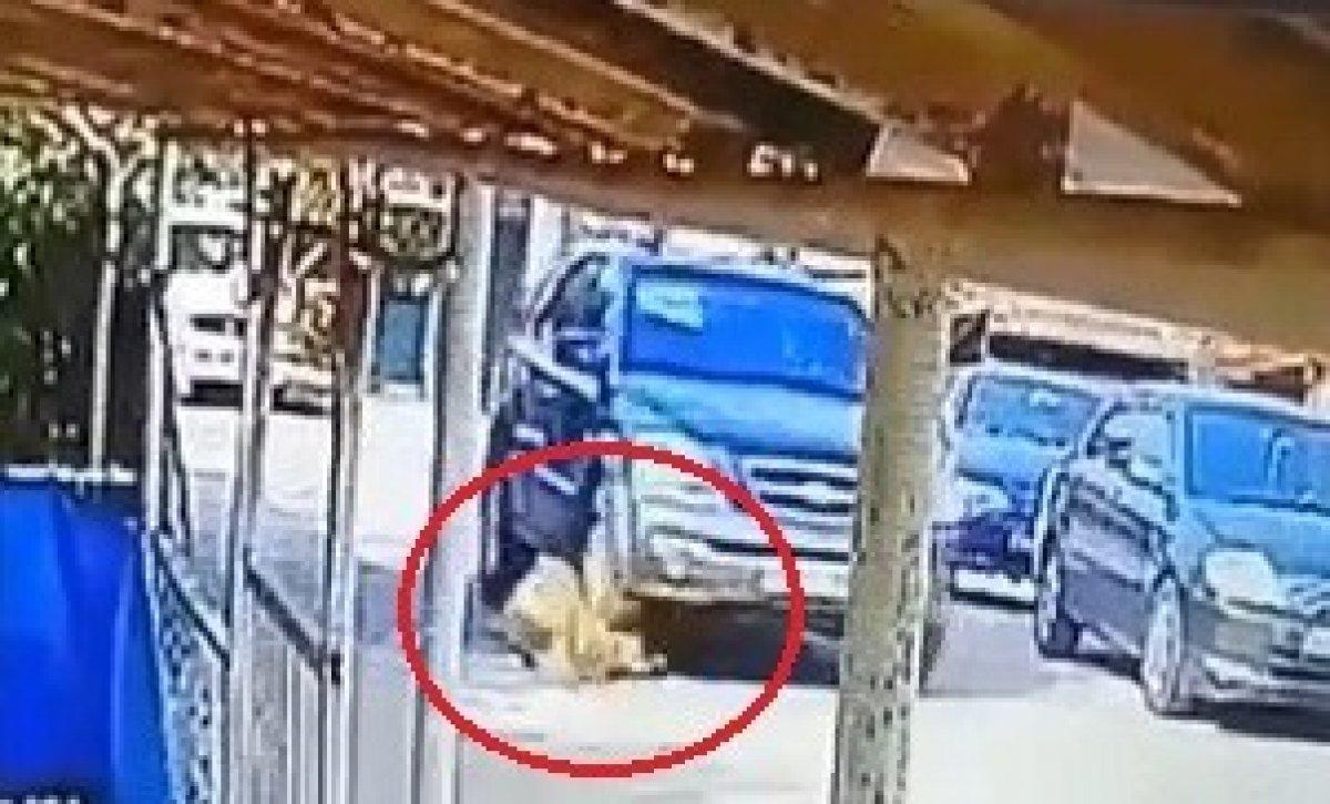 Kocaeli'de bir sürücü, yerde yatan köpeği ezdi