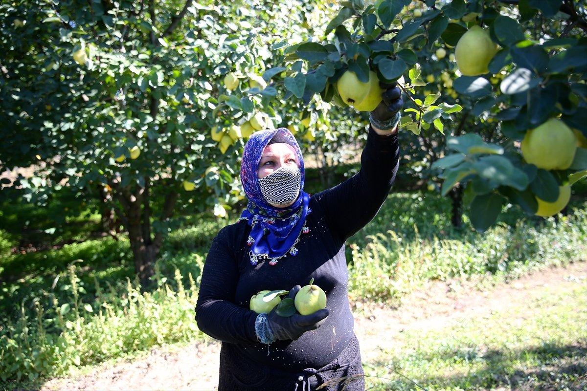 Sakarya'da ayva hasadı