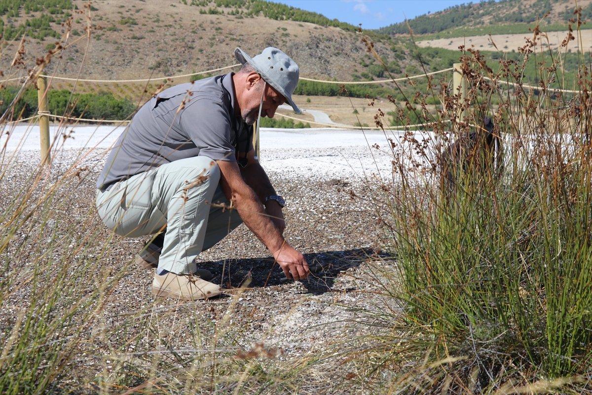 Salda Gölü'ne özgü sığırkuyruğu türü bitkiler korumaya alındı