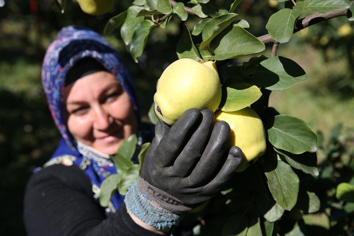 Sakarya'da ayva hasadı